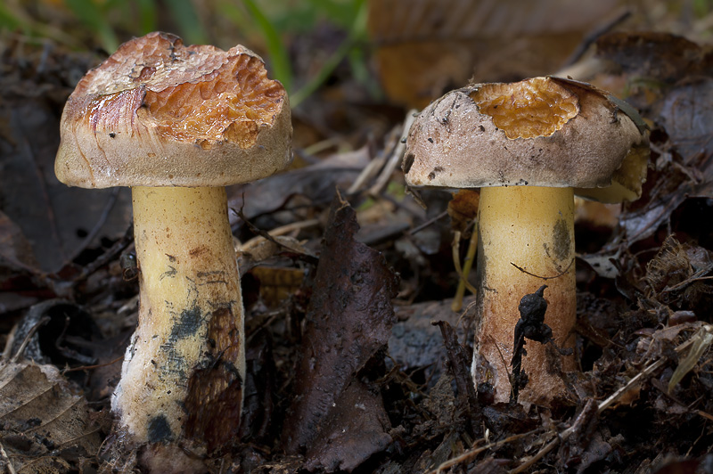 Boletus pulverulentus